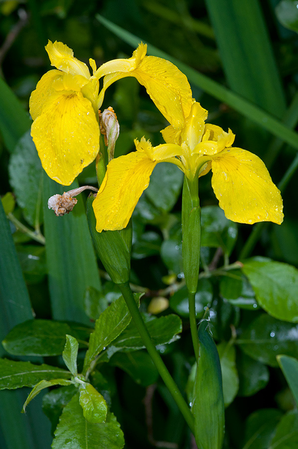 Iris_pseudacorus_LP0714_35_Scilly