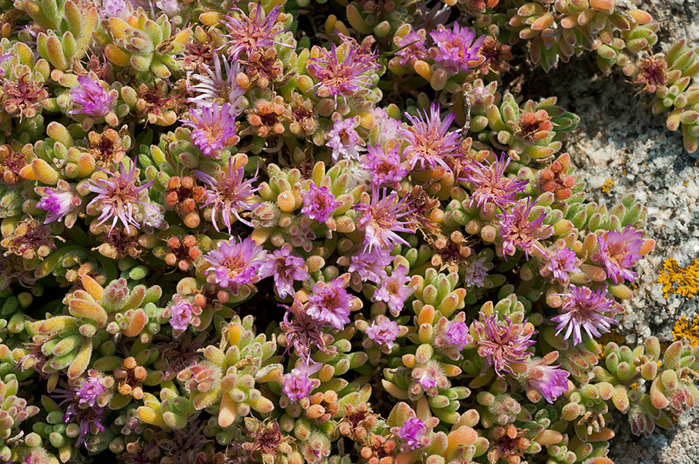 Drosanthemum_floribundum_LP0710_15_Scilly