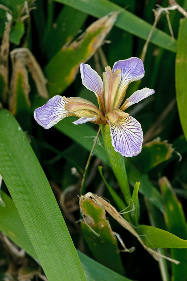 Iris_foetidissima_LP0709_27_Scilly