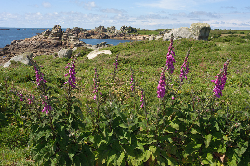 Digitalis_purpurea_LP0710_56_Scilly