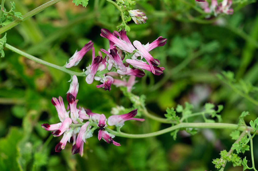 Fumaria_muralis_LP0713_15_Scilly