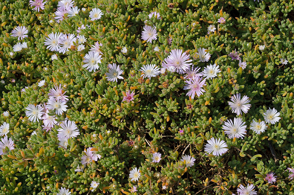 Drosanthemum_floribundum_LP0709_88_Scilly