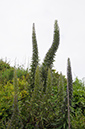 Echium_pininana_LP0716_56_Scilly