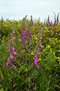 Digitalis_purpurea_LP0714_48_Scilly