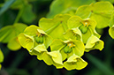 Euphorbia_amygdaloides_LP0713_37_Scilly