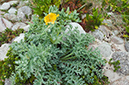 Glaucium_flavum_LP0713_87_Scilly