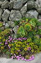 Euphorbia_portlandica_LP0716_52_Scilly