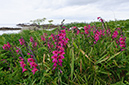 Gladiolus_communis_LP0713_45_Scilly