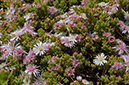 Drosanthemum_floribundum_LP0709_85_Scilly