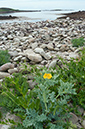 Glaucium_flavum_LP0713_76_Scilly