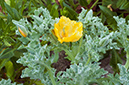 Glaucium_flavum_LP0713_71_Scilly