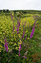 Digitalis_purpurea_LP0714_42_Scilly