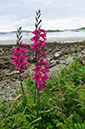 Gladiolus_communis_LP0713_40_Scilly