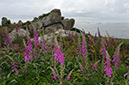 Digitalis_purpurea_LP0710_92_Scilly