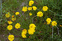 Hypochaeris_radicata_LP0711_59_Scilly