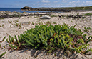 Euphorbia_paralias_LP0710_83_Scilly