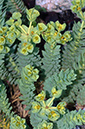 Euphorbia_paralias_LP0710_74_Scilly