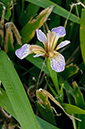 Iris_foetidissima_LP0709_27_Scilly