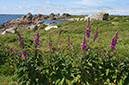 Digitalis_purpurea_LP0710_56_Scilly