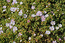 Drosanthemum_floribundum_LP0709_88_Scilly