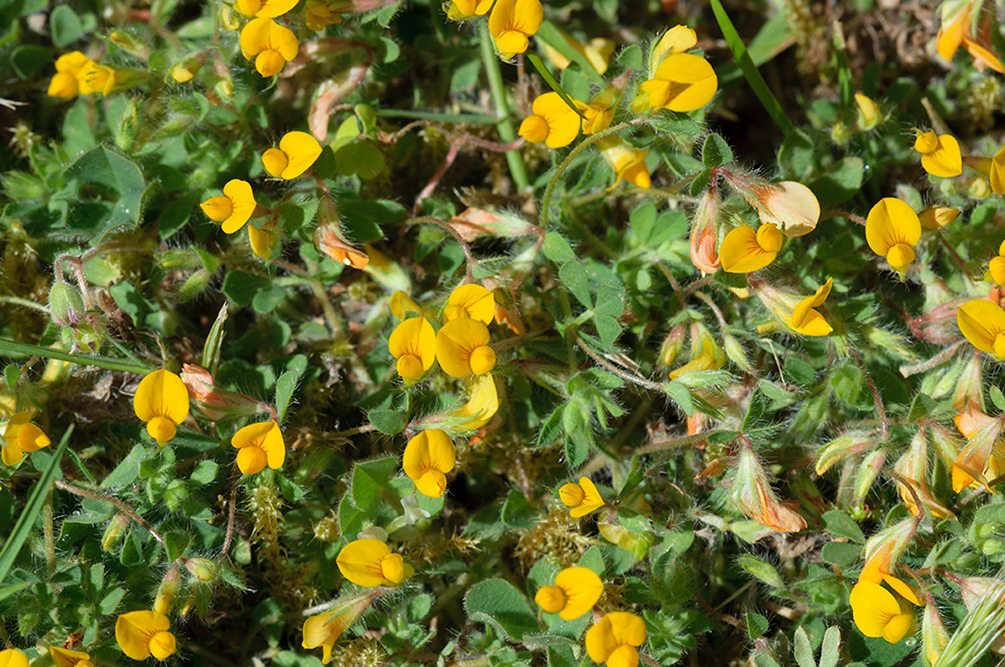 Lotus_subbiflorus_LP0715_37_Scilly