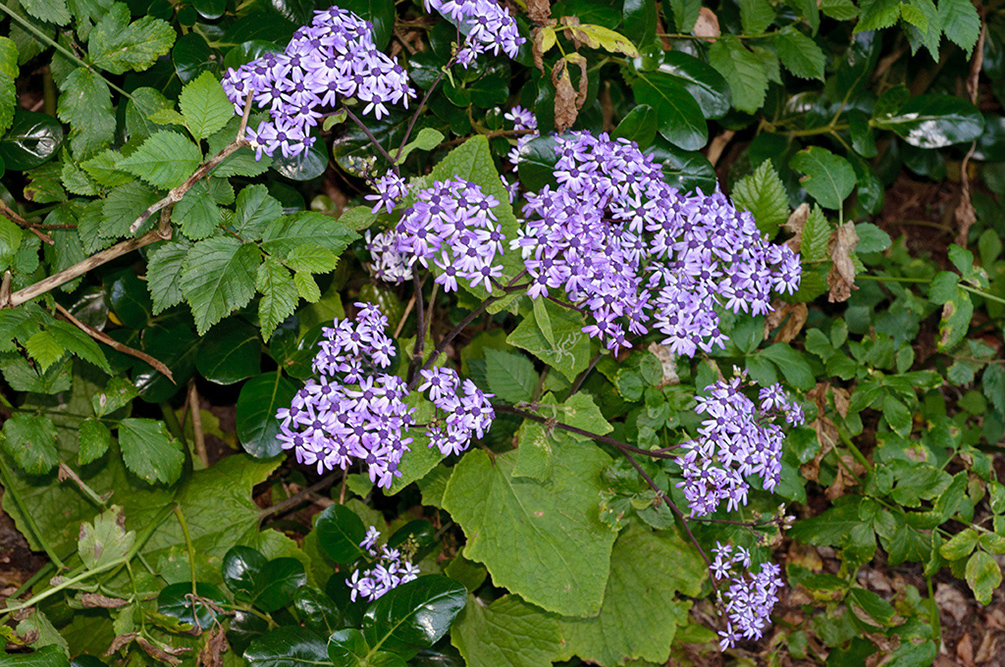 Pericallis_hybrida_LP0710_25_Scilly