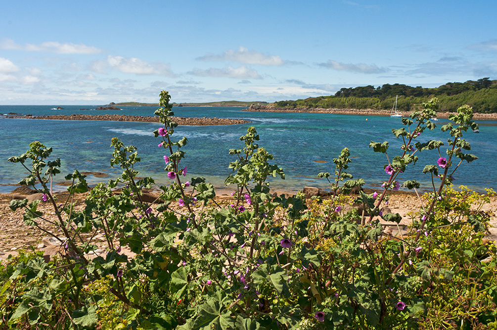 Lavatera_arborea_LP0716_19_Scilly