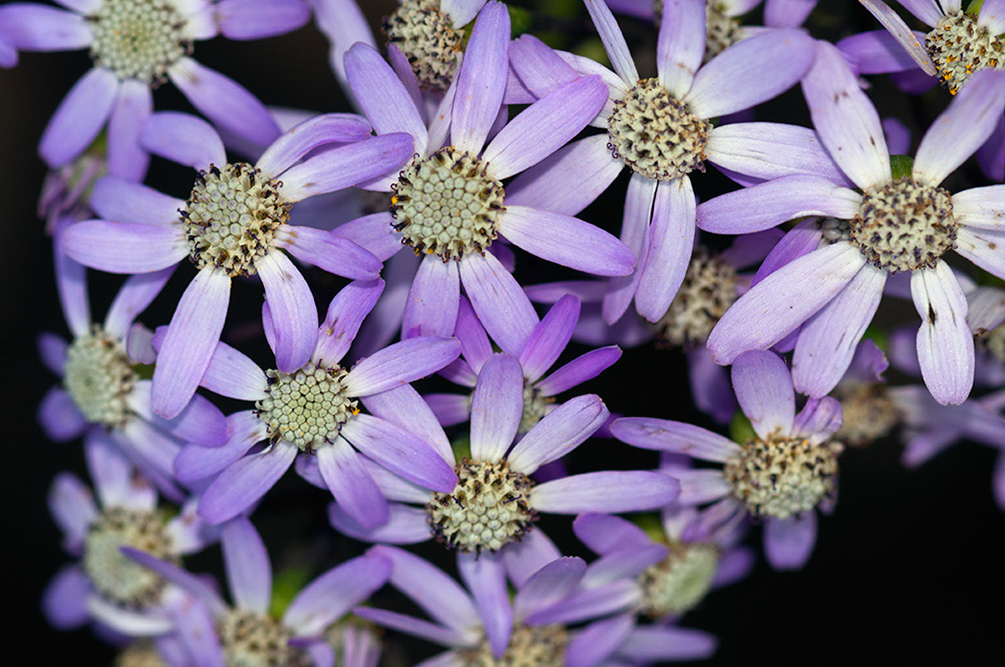 Pericallis_hybrida_LP0712_48_Scilly