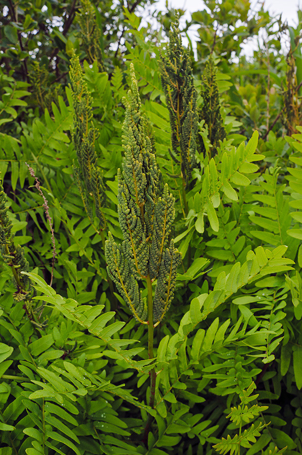 Osmunda_regalis_LP0714_54_Scilly