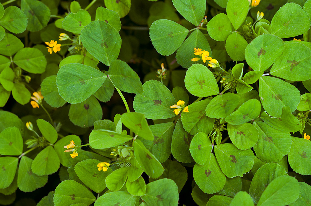 Medicago_arabica_LP0711_100_Scilly