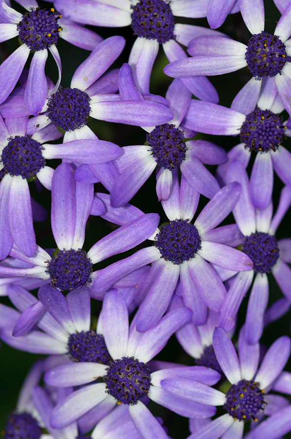 Pericallis_hybrida_LP0712_50_Scilly