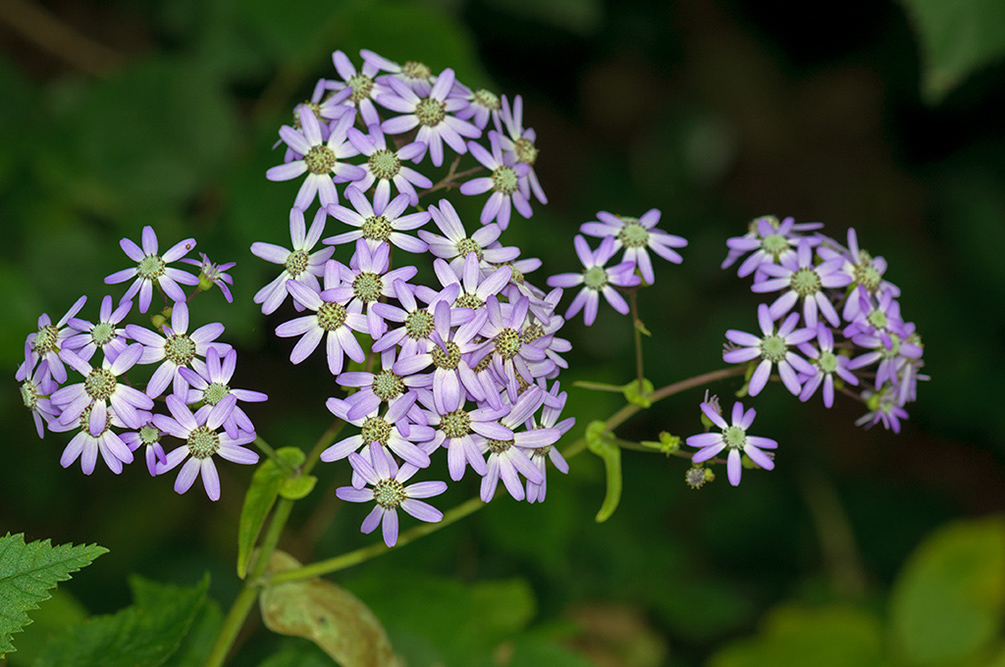 Pericallis_hybrida_LP0712_47_Scilly