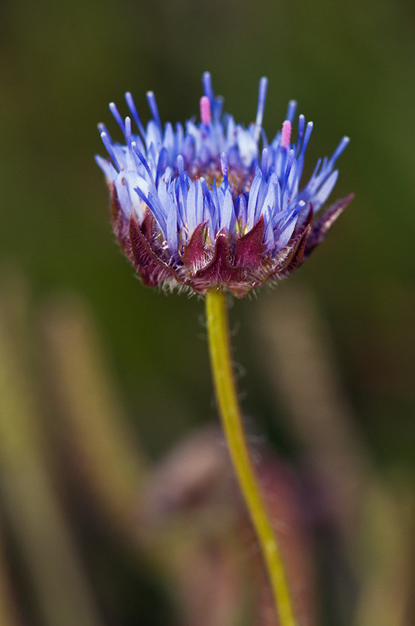 Jasione_montana_LP0712_33_Scilly