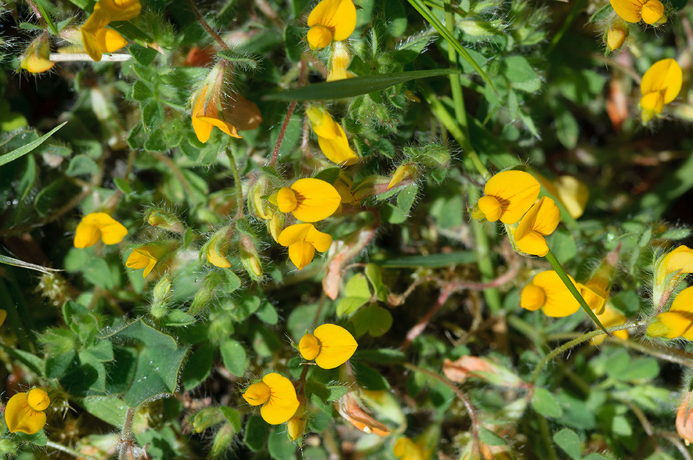 Lotus_subbiflorus_LP0715_41_Scilly