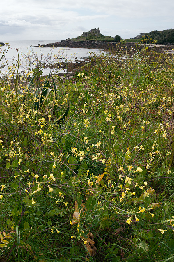 Raphanus_raphanistrum_LP0711_12_Scilly