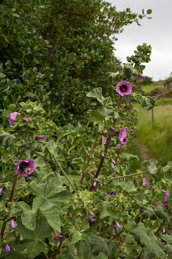 Lavatera_arborea_LP0710_86_Scilly