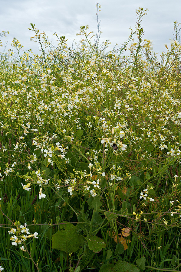 Raphanus_raphanistrum_LP0714_45_Scilly