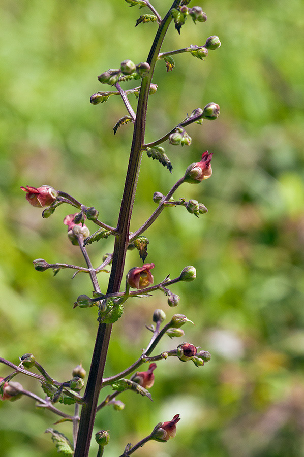 Scrophularia_scorodonia_LP0715_05_Scilly