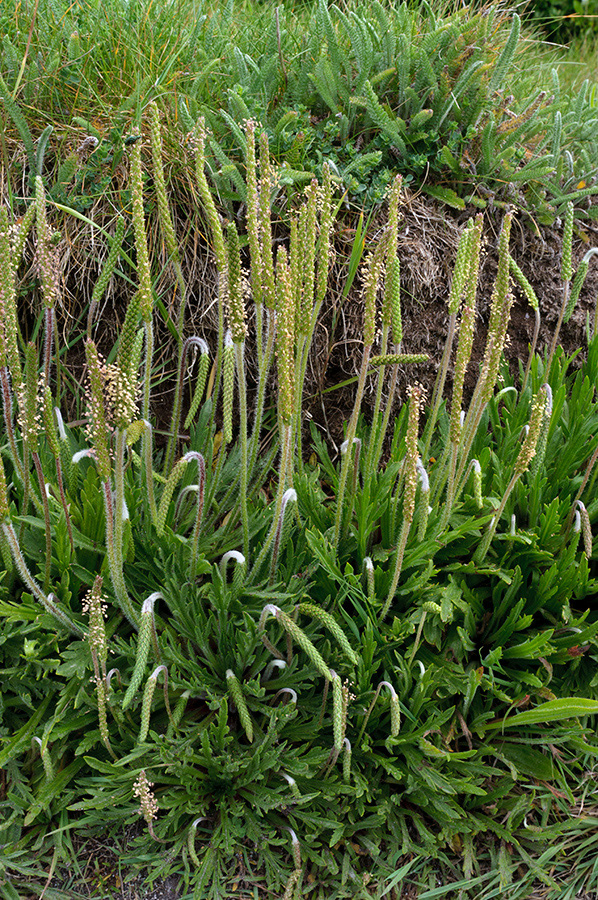 Plantago_coronopus_LP0711_30_Scilly