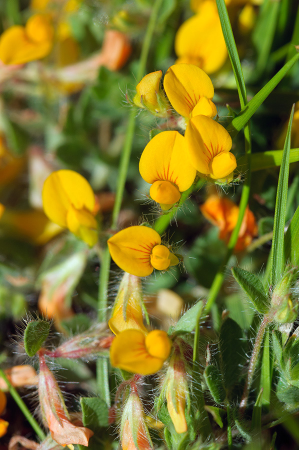 Lotus_subbiflorus_LP0715_44_Scilly