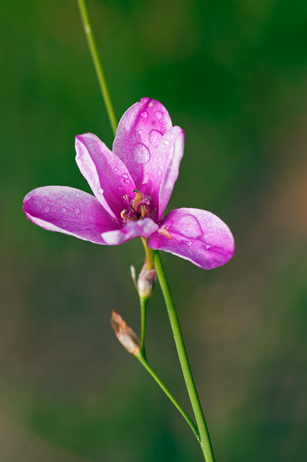 Ixia_campanulata_LP0714_17_Scilly