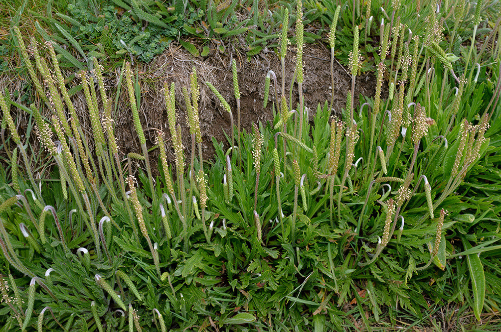 Plantago_coronopus_LP0711_25_Scilly