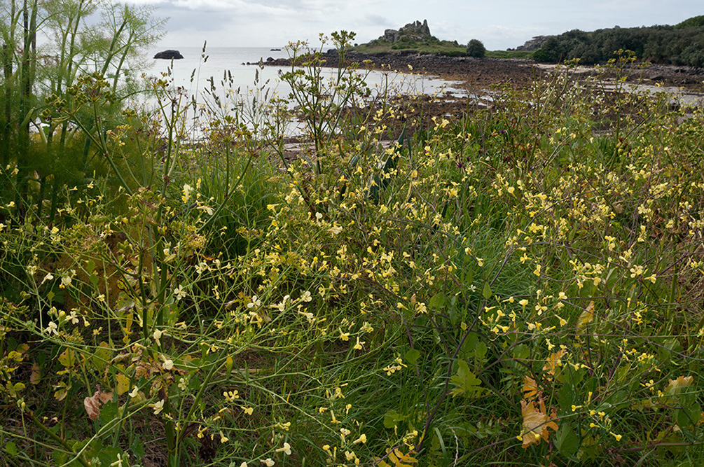 Raphanus_raphanistrum_LP0711_11_Scilly