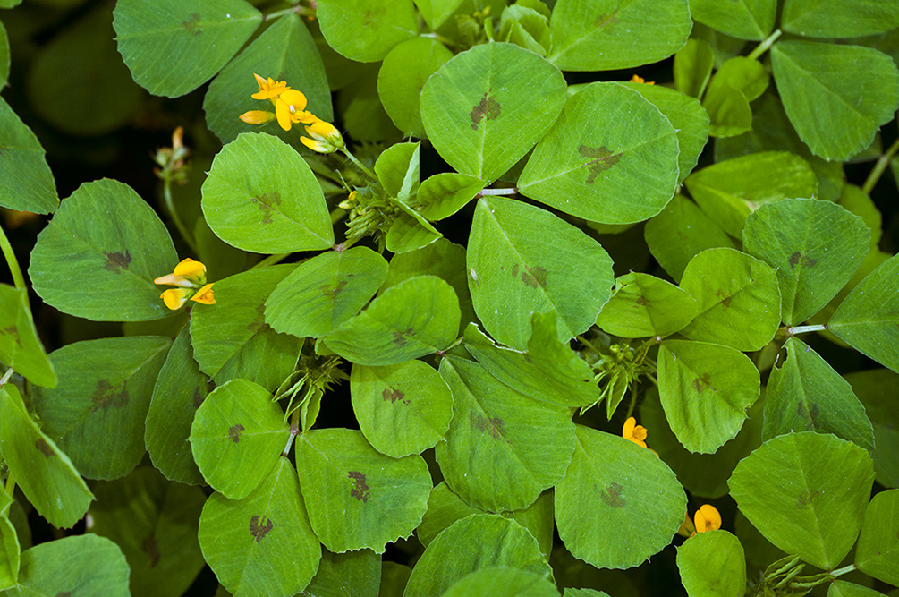 Medicago_arabica_LP0711_101_Scilly