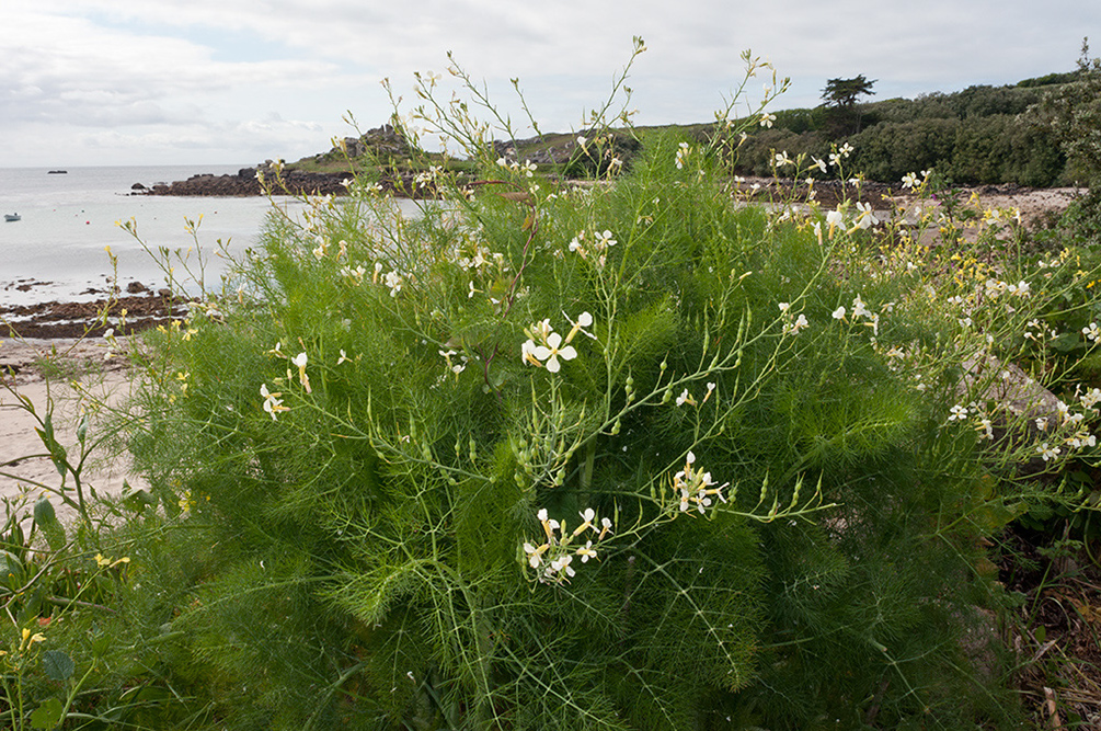 Raphanus_raphanistrum_LP0711_08_Scilly