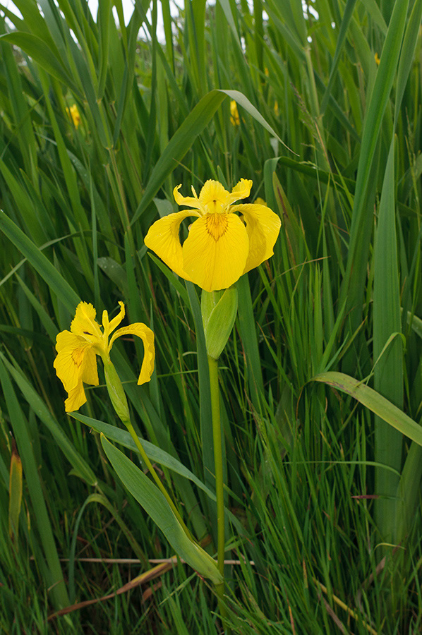 Iris_pseudacorus_LP0714_57_Scilly