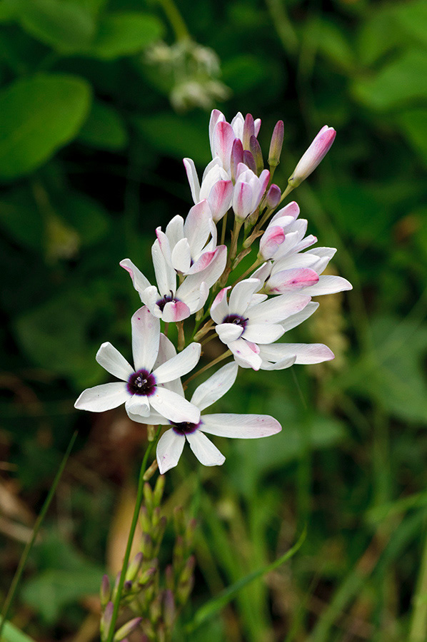 Ixia_LP0714_31_Scilly