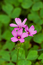 Oxalis_articulata_LP0713_53_Scilly