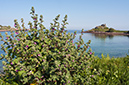 Lavatera_arborea_LP0709_33_Scilly