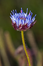 Jasione_montana_LP0712_33_Scilly